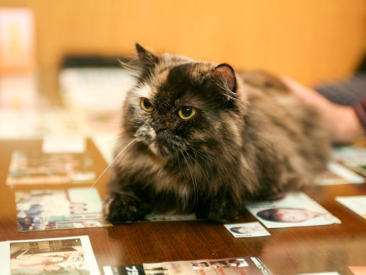 いつも出迎えてくれていたペルシア猫の「ミミちゃん」