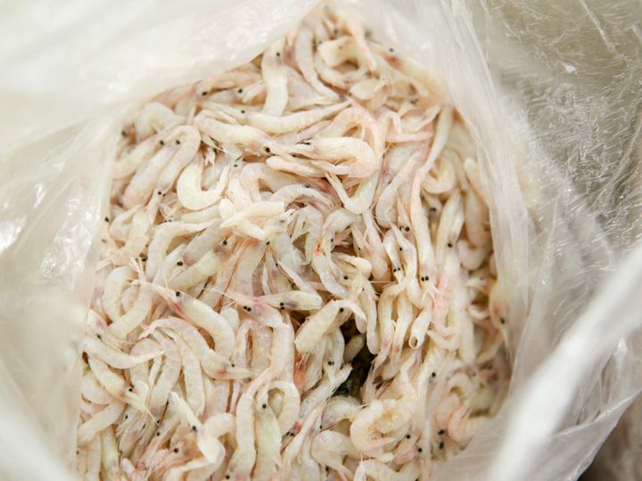 2.身のしっかりした生エビ。生牡蠣をいれる家庭も多い。