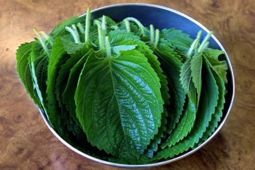 エゴマの葉
見た目は青ジソ、でも味は別物!強い香りから肉料理との相性がよく、焼肉や肉の臭み消しにカムジャタンなどにも。韓国の香味野菜の代表格!