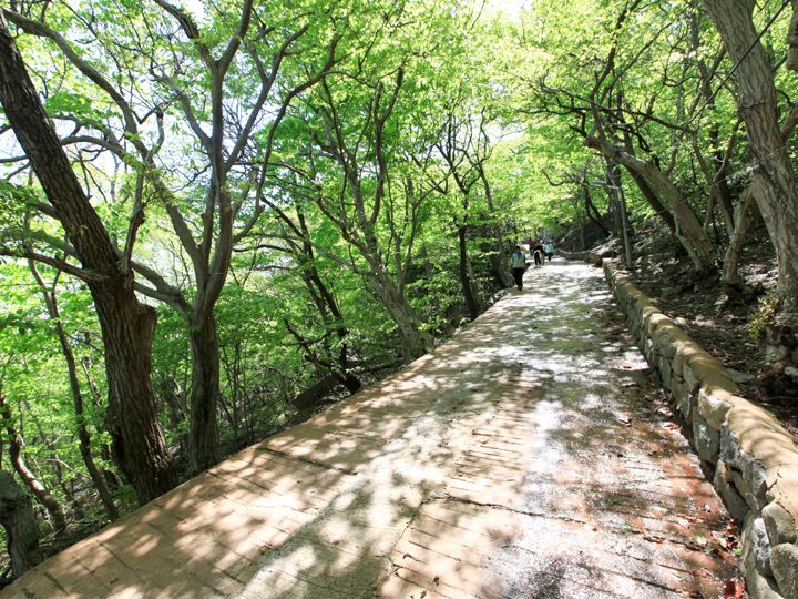 坂道コースは緩やかな傾斜が続く道。4月初旬にはツバキも見られます。