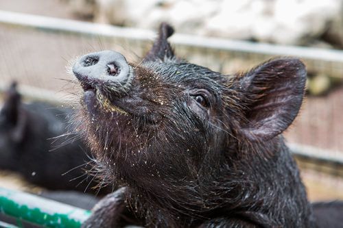 韓国語の動物名と鳴き声 韓国語 ハングル 韓国旅行 コネスト