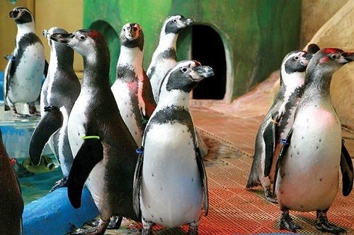 韓国語の動物名と鳴き声 韓国語 ハングル 韓国旅行 コネスト