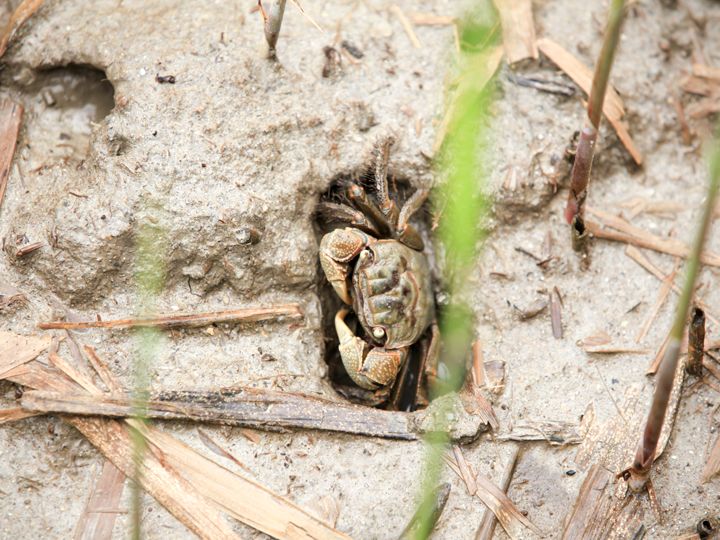 干潟を見てみると小さなカニがたくさんいます。