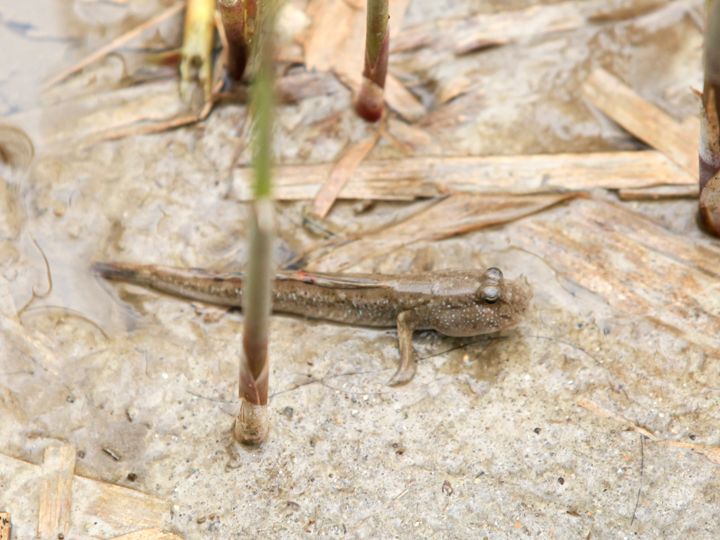 ムツゴロウ(チャントゥンオ)もたくさん!(冬場は冬眠)