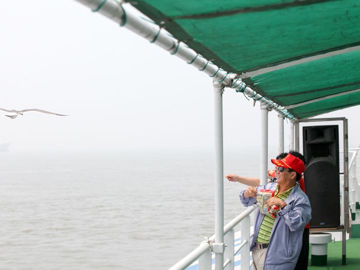 エサをもらいにやってくるウミネコたち