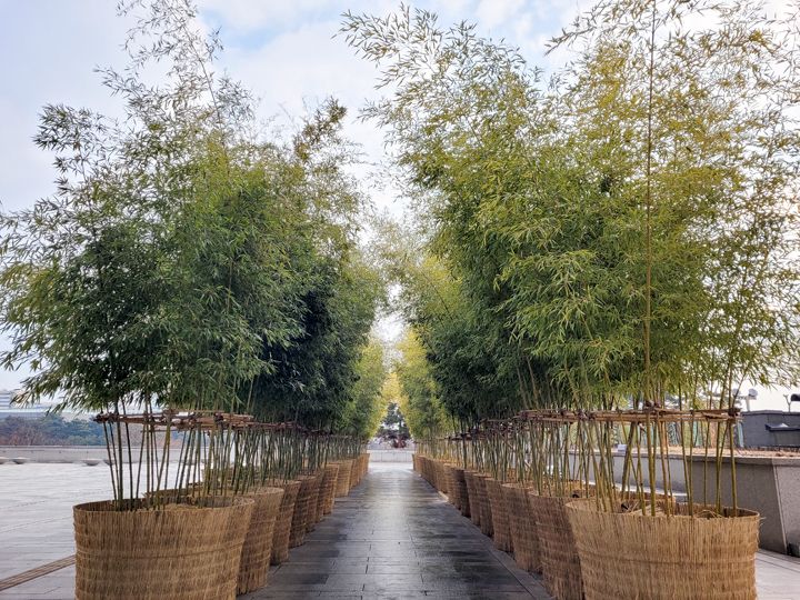 JINが歩いた広場の竹の道