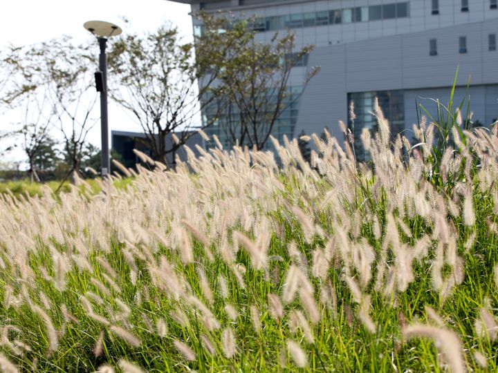 自然体験ができる湿地に群生する葦畑