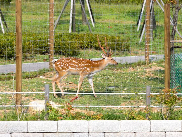 洗練された街の雰囲気に不思議と調和している鹿