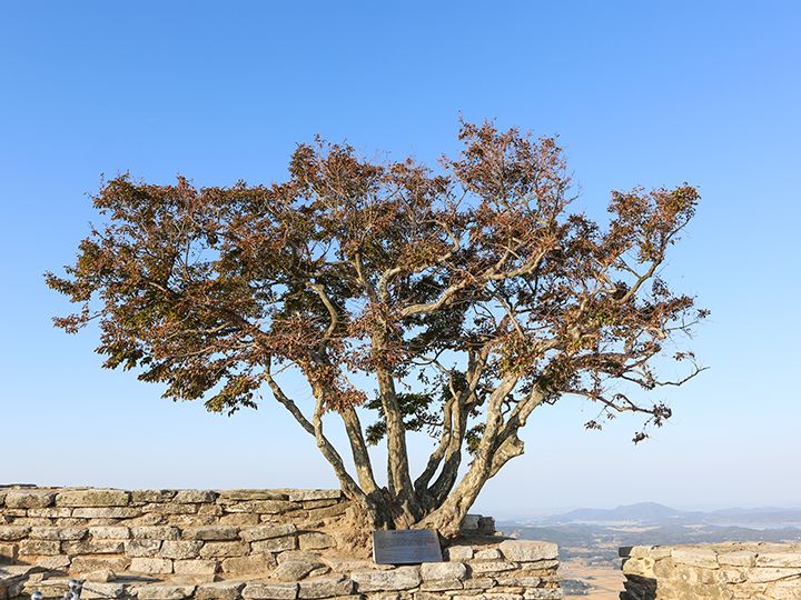天然記念物502号のコシデの木