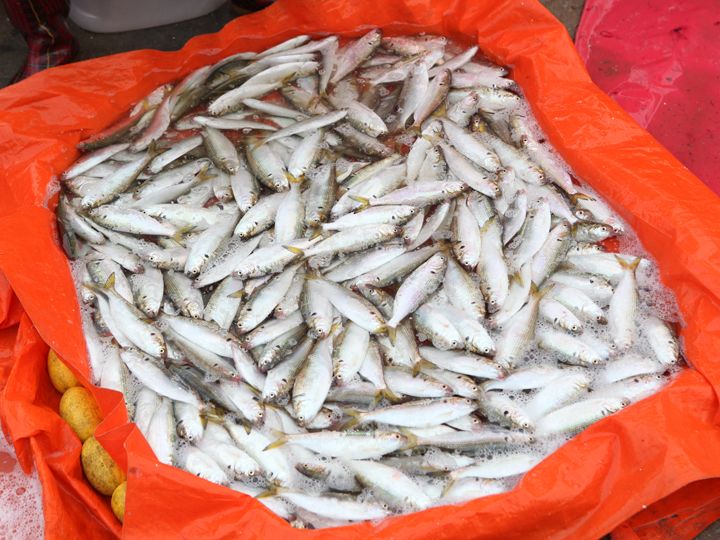 秋が旬のコノシロ