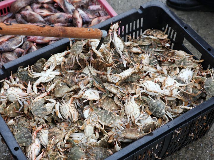 ワタリガニもカゴにどっさり