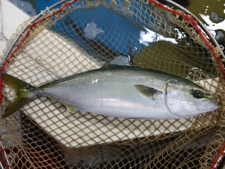 冬に旬を迎える寒ブリ