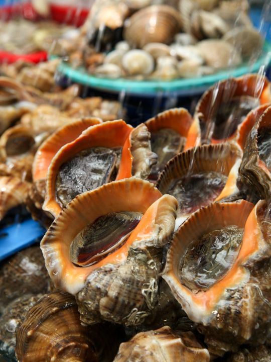 浄化された海水で貝類もみずみずしい