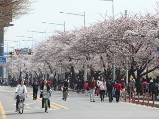 毎年４月上旬に開催される韓国ソウル最大の桜祭り