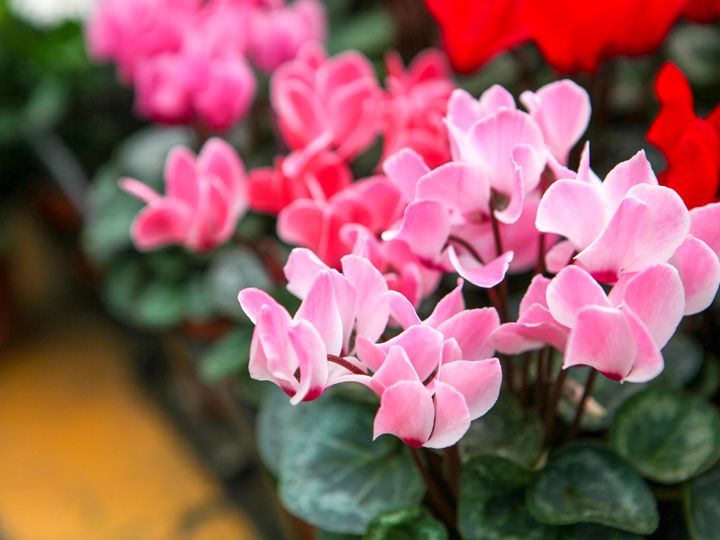 上品なシクラメン