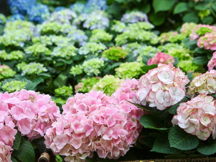 優しい色合いのアジサイ