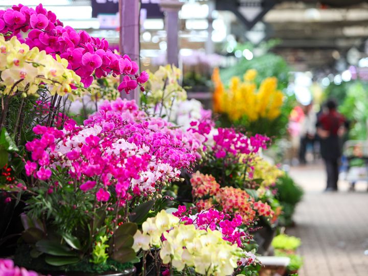 華やかな蘭がたくさん