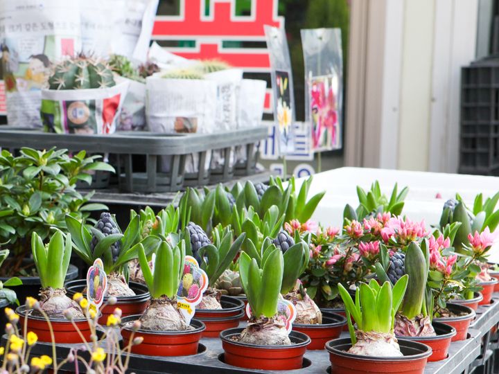 ヒヤシンスの球根