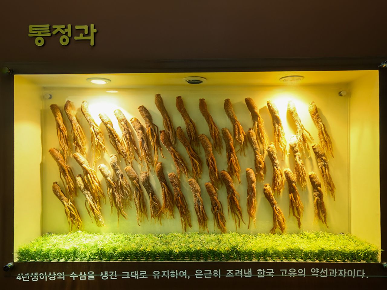 錦山高麗人参館｜(大田・忠清道)の観光スポット｜韓国旅行「コネスト」