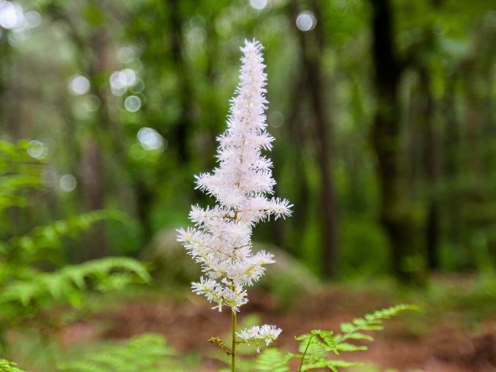 季節に合わせて様々な植物が見られます