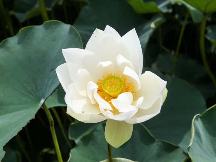 蓮花テーマパーク 富川 京畿道 の観光スポット 韓国旅行 コネスト