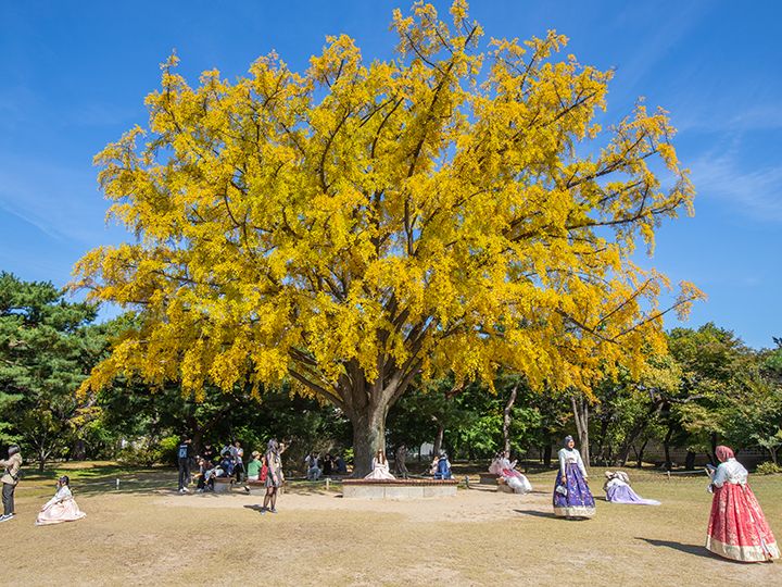 景福宮の大銀杏