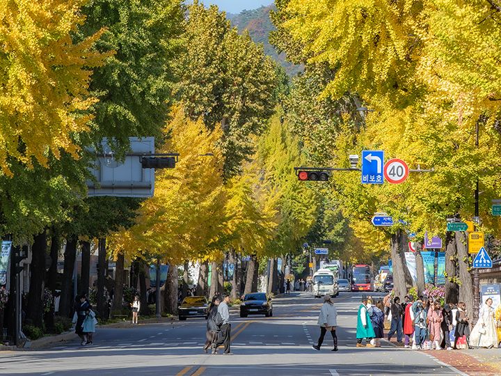青瓦台に続く道は長い銀杏並木