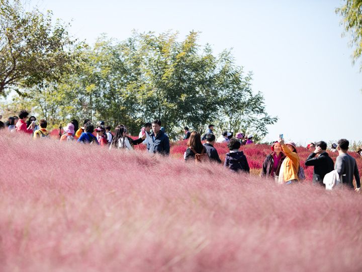 ピンクミューリーは撮影スポットで大人気