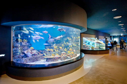 ファイブオーシャンズ・5大洋から世界中の魚が大集合