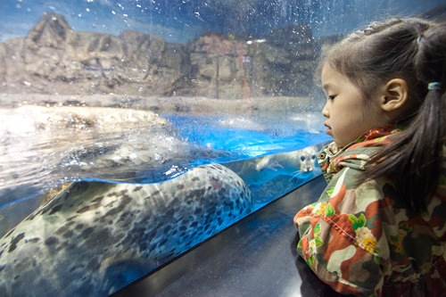 くりくりした目と丸々した姿がかわいいゴマフアザラシ