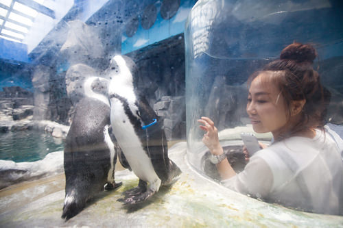 雪のないところに棲むアフリカペンギンを触れそうなほど近くで観察