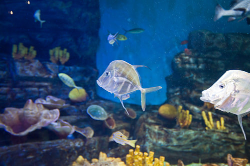 文島の熱帯魚と珊瑚礁