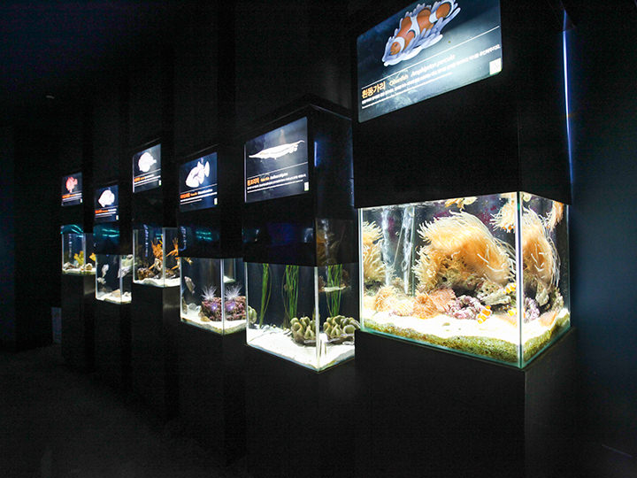 済州島の独特な地形を再現した柱状節理型トンネル水槽