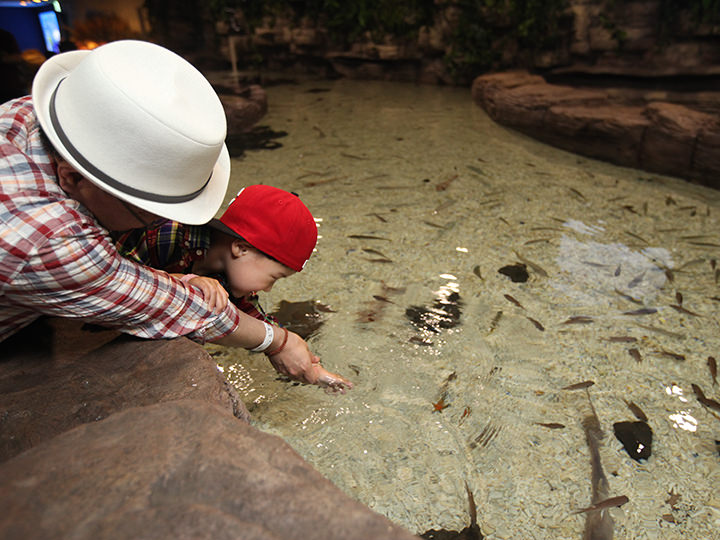 海洋生物を触ってみよう