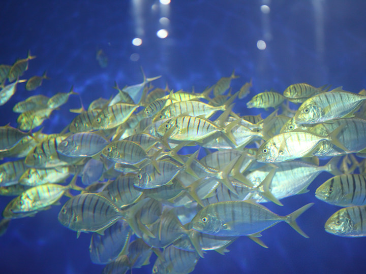 ゆったりと群れている魚