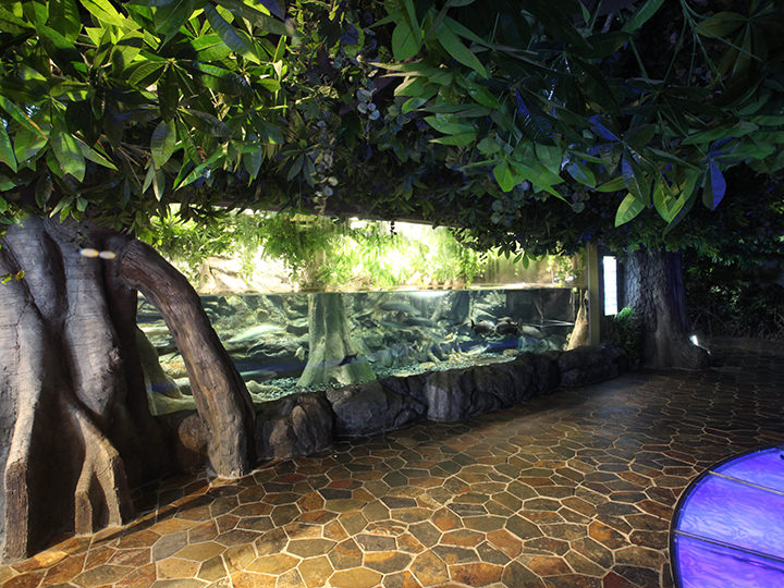 アマゾン熱帯雨林ゾーン