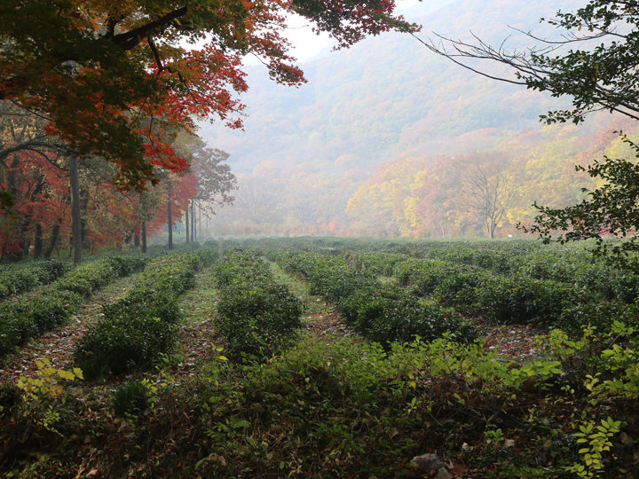 チャングムとミン・ジョンホが愛を確かめ合った茶畑