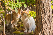 都会に暮らす子猫たち