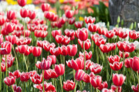 ソウルを彩る春の花たち
