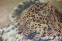 動物園、まどろみのひととき