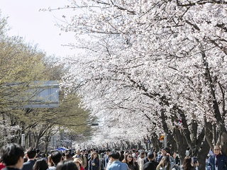 ソウルの桜が満開に！