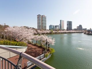 ロッテワールドの石村湖は桜満開