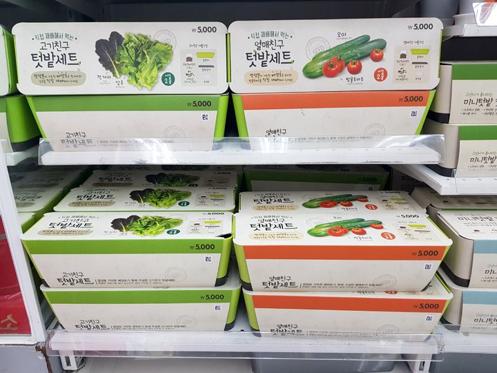 おうちでサンチュを育てよう 韓国ダイソーの栽培セットが人気 Now ソウル 韓国旅行 コネスト