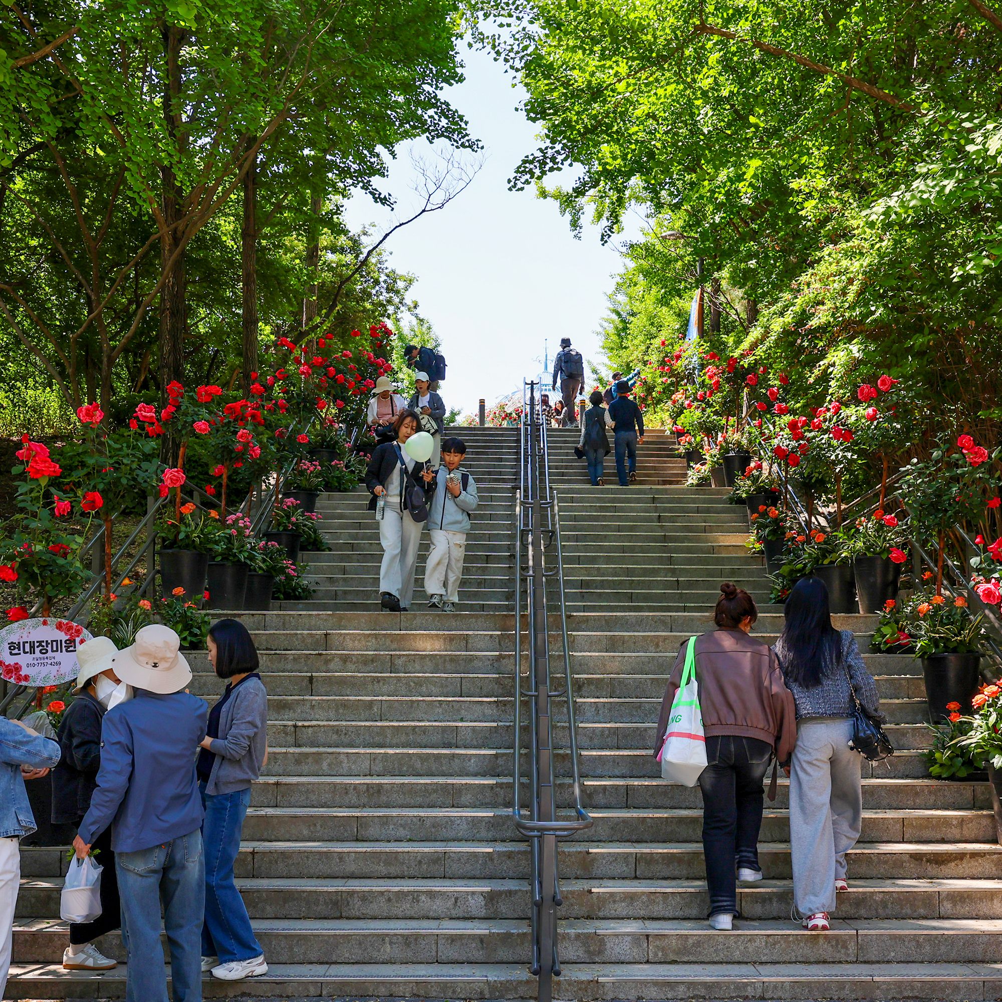 5月の花が見ごろ！聖水・ソウルの森で大規模ガーデンイベント | NOW