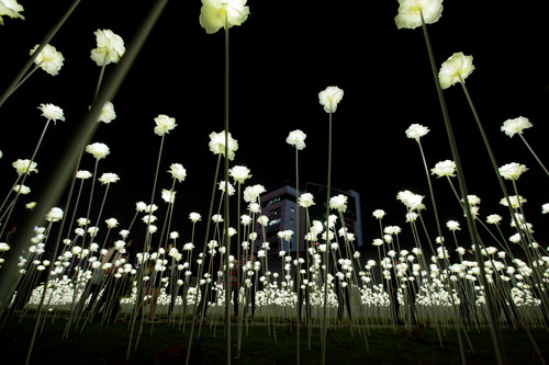 東大門の夜空を照らすバラの花畑 Now ソウル 韓国旅行 コネスト 東大門の夜空を照らすバラの花畑 Now ソウル 韓国旅行 コネスト