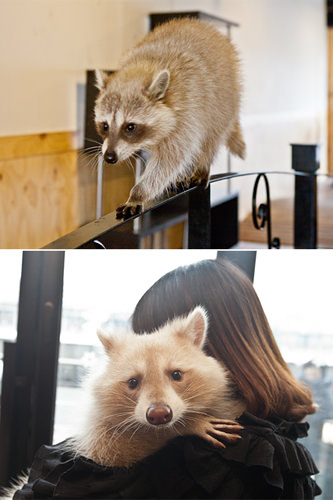 アライグマにモモンガ レア動物と癒されカフェタイム Now ソウル 韓国旅行 コネスト