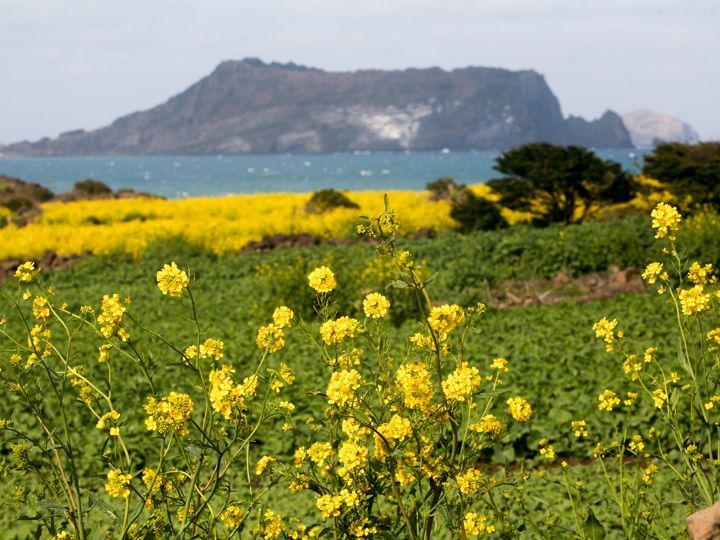 향수병