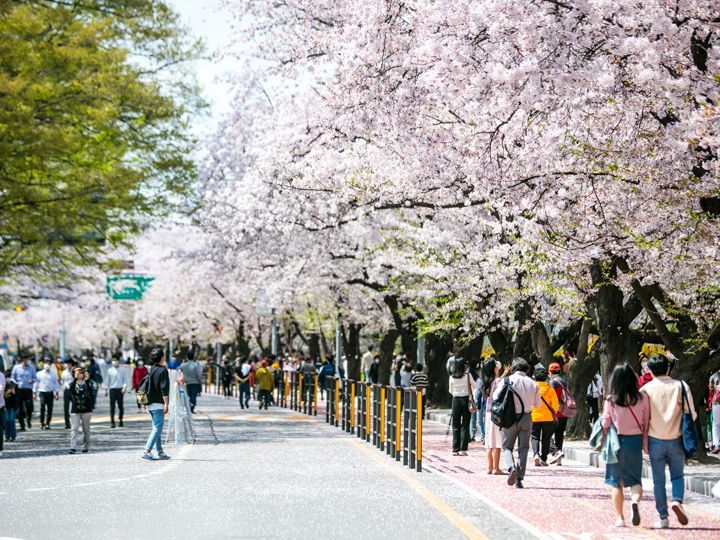 永登浦 汝矣島 春の花祭り