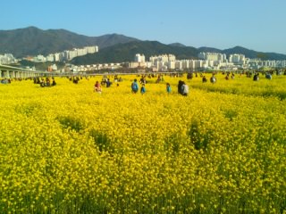 釜山洛東江菜の花祭り